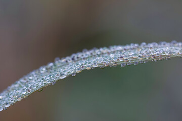 Drops of water dew on grass close up.Natural background .