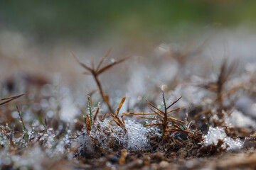 Drops of water dew on grass close up.Natural background .