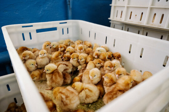 Baby chickens in plastic container at factory