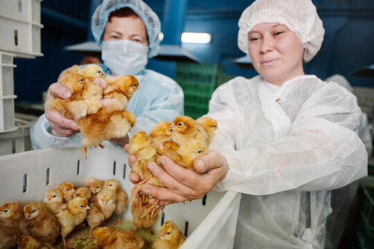 Veterinarians putting chickens in plastic container at factory