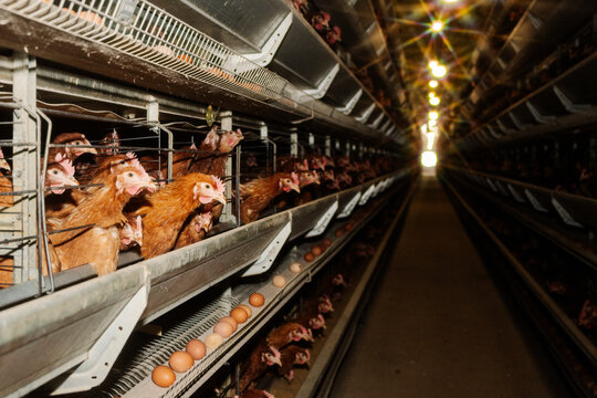 Hens in cages with eggs at poultry farm