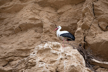 white stork (ciconia ciconia) on the rocks where it has its nest