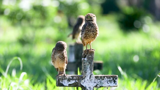 Burrowing owl (Athene cunicularia) perched on the cemetery cross in video.