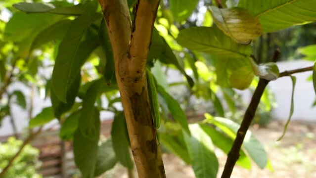 A close up shot of Melanitis leda, the common evening brown Caterpillar crawling on a tree . India