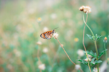 butterfly on flower field, Meadow wild dandelion flowers in soft warm light. Autumn landscape blurry nature background.