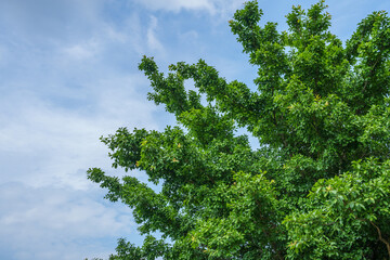 Green tree blue sky background.