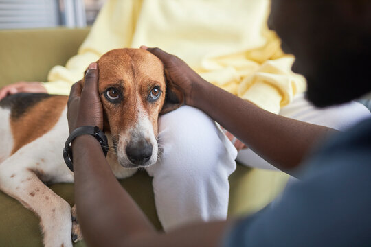 Woman with veterinarian stroking dog on sofa in clinic