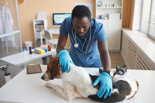 Young veterinarian wearing gloves and examining disabled beagle dog in clinic