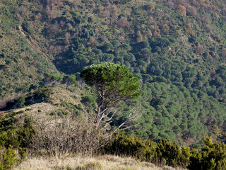 A maritime pine in a harsh, dry valley with Mediterranean vegetation - 704873256