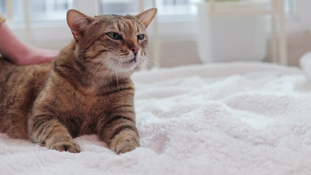 A girl strokes a domestic cat. Pet on a warm light carpet. Cat in a bright interior, close-up. An old, well-fed cat in a cozy atmosphere