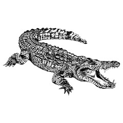 Fototapeta premium Crocodile dessin croquis