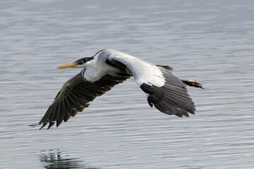 Garça Real Europeia em voo rasante sobre a lagoa de Guaratiba - Maricá - RJ