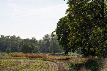 Naklejka premium Semis de septembre : agro-écologie et paysage saisonnier en Alsace, CeA, Grand Est, France