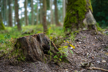 Régénération naturelle : rejets de chêne dans la forêt des Vosges