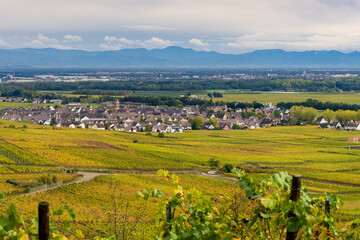 Naklejka premium Sigolsheim, Kaysersberg vignoble, village au cœur du vignoble alsacien, son église Saints-Pierre-et-Paul, CEA, Grand Est, France, Europe