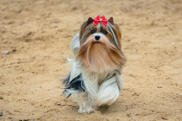 A Yorkshire terrier dog on a walk on a sunny day.