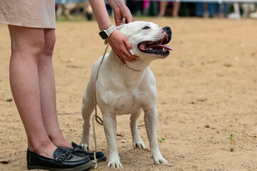 Beautiful White Pit Bull Dog at a Dog show