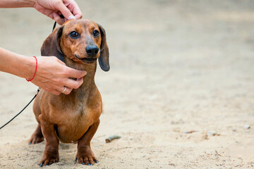 A cute smooth-haired dachshund showing off during a dog show