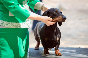 A cute smooth-haired dachshund showing off during a dog show
