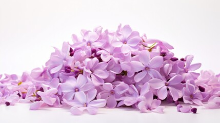 a pile of lilac petals, their fragrant blooms forming a gentle heap against a background of serene white, capturing the essence of floral elegance.