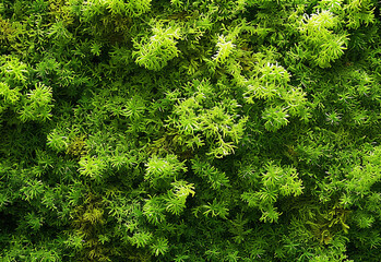Fototapeta premium Photo of green fake grass texture , pattern , background design