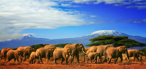 Küchenrückwand glas motiv Kilimandscharo kilimanjaro and elephants africa tanzania