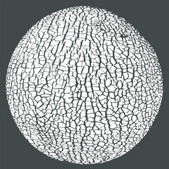 Melon skin texture close up. Round silhouette. Cracked peel structure. Vector monochrome black and white background	