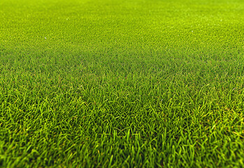 Obraz premium Photo of green fake grass texture , pattern , background design