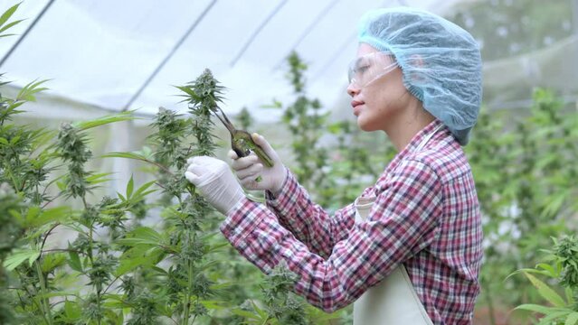 Researcher or farmer trims marijuana leaves and inspect the marijuana plants in the greenhouse Extraction of cannabis products, pharmaceutical industry.