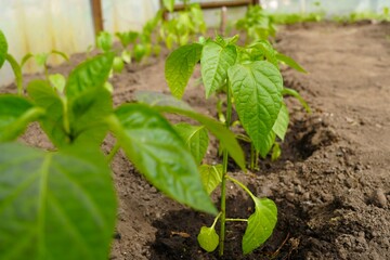 seedlings of peppers with green leaves in close-up planted in the ground of a greenhouse in spring on a garden plot in a row