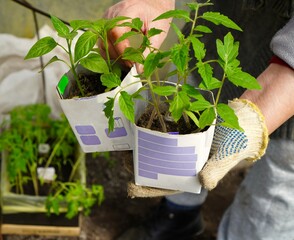green tomato seedlings in milk cartons with soil are held by the hands of a farmer's woman in...