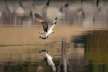 osprey is hunting a fish