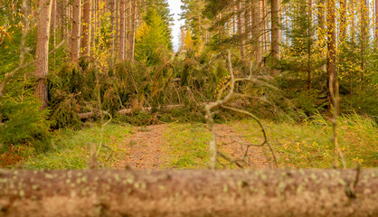 Fallen trees across the trail after storm