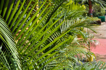  coconut trees palms against the blue sky of India