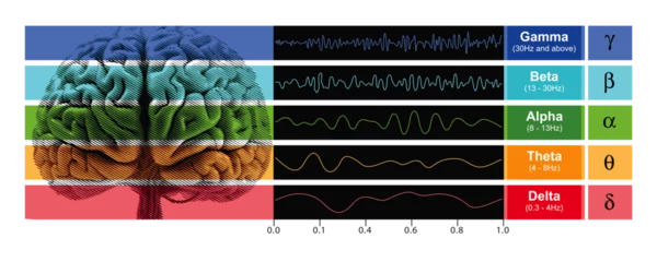 Foto op Aluminium Digital illustration depicting EEG chart showcasing the various types of brain waves generated by human brain activity.  © Vallabh soni