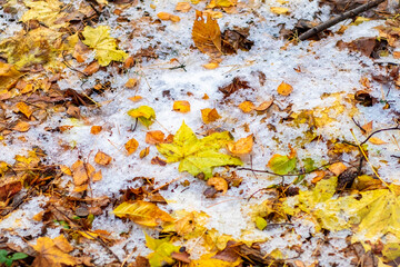 Yellow autumn leaves lie on the snow. Bright autumn background.