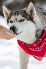 Fototapeta premium Siberian Husky takes treat from the hand of owner