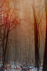 Bright light of the orange sun. Bare tree trunks in the morning fog. Sad autumn landscape with a cold, autumn forest.