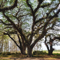 The close-up view of centuries-old rain trees (Samanea saman) growing in the De Djawatan forest. Epiphytic plants thrive on them, from the trunk to their branches.