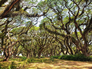 The landscape view of the Djawatan forest at midday. The serene ambiance is created by centuries-old rain trees (Samanea saman) adorned with epiphytic plants