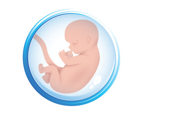 Human embryo in the womb. Embryo icon in amniotic fluid. Isolated on a white background. copy space