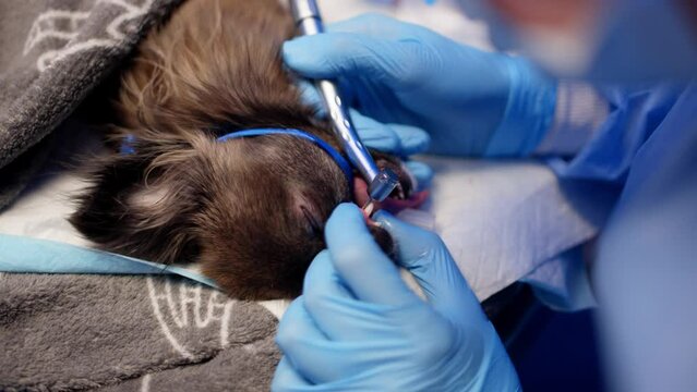 A veterinarian performs an operation on a dog's teeth in a veterinary clinic. The work of a doctor in the operating room with a pet, treating animals. High quality 4k footage