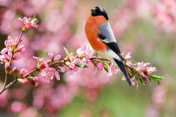 Bird perching on branch of blossom almond tree with pink flowers. The common bullfinch. Spring background