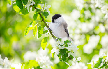 Obraz premium Bird perching on branch of blossom apple tree with white flowers. Black capped chickadee. Spring background