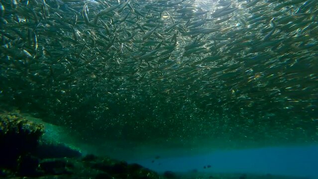 Numerous shoal of small stands in shallow water eclipsing sunlight on bright sunny day in sunburst, Backlight (Contre-jour), Slow motion, Red Sea, Dahab, Egypt