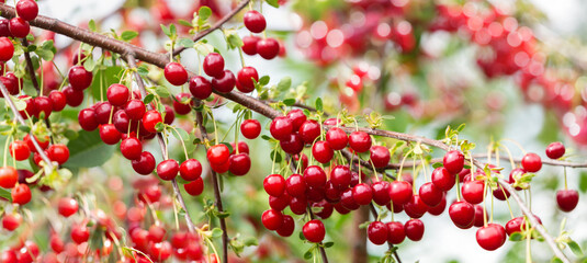 Ripe red cherries hanging on a tree in a cherry orchard