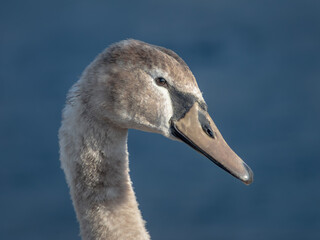 Portrait of a young mute swan on a blue background. Cygnus olor close up.