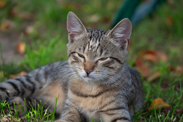 Naklejka na ściany i meble Relaxed Tabby Kitten in the Grass