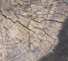 Natural colorful Wood cross-section texture