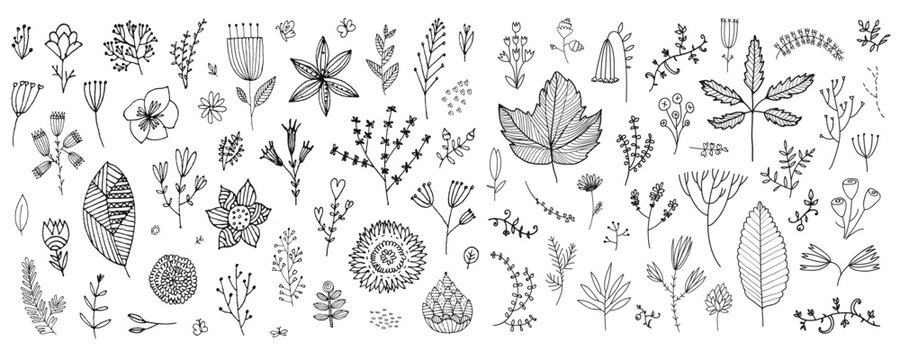 Vector set of hand drawn doodle flowers, wild floral sketch illustration, art nature set, plant cute elements, leaves and herbs